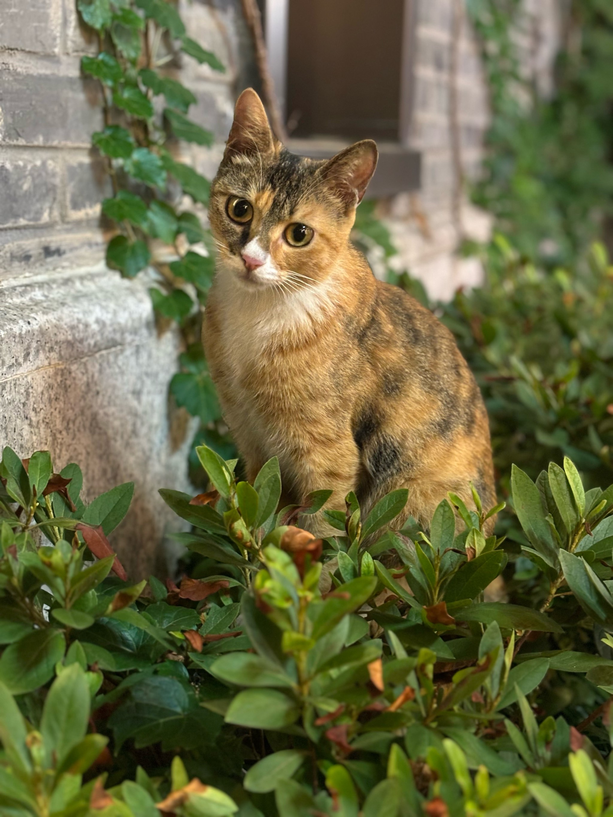 猫高清壁纸高冷图片