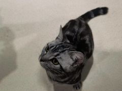 -藏猫猫咖啡主题馆(中央大道店)