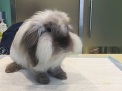 -雨林宠物医院 非犬猫异宠专科