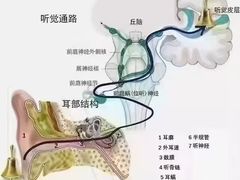 -自然之声助听器(平凉店)