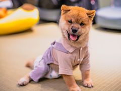 -逗柴咖啡屋·狗咖猫咖宠物桌游