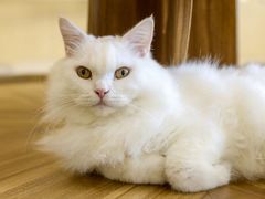 -飞行喵MR PILOT|猫舍·猫咖(静安大融城店)