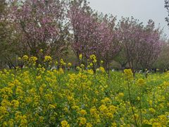 -古柏渡丰乐樱花园
