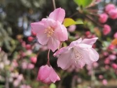 -新虹桥中心花园