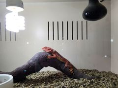 -中环花鸟鱼虫市场