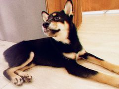 -豆柴町-柴犬主题狗咖(红鼎国际C座店)