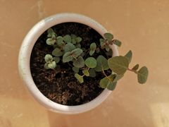 -一号码头蒸汽海鲜自助