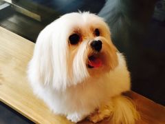 -PETKIT小佩宠物(古北店)