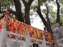 -大槐树寻根祭祖园