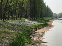 -黄海国家森林公园