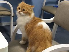 -喵的天空名猫咖啡馆·撸猫·猫舍·用品