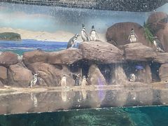 -西安曲江海洋极地公园