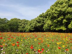 -上海共青森林公园