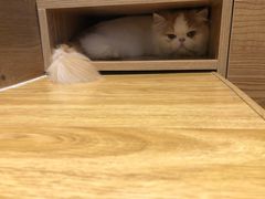 -啵啵喵·猫咖(攀华国际店)