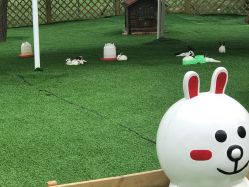 点击看大图 -萌宠亲子动物乐园(槐房万达店)