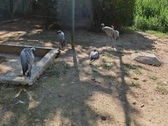 -青藏高原野生动物园