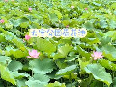 -大宁公园