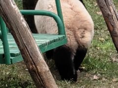 -石家庄市动物园