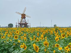 -杭州湾海上花田景区