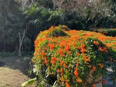 -深圳仙湖植物园