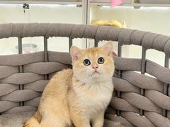 -lincat·猫舍(广州店)