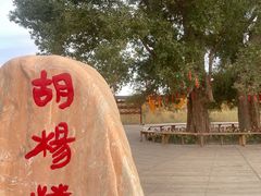 -金塔沙漠胡杨林景区