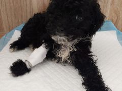 -宠颐生动物医院·心脏科·保险定点(锦阳分院)