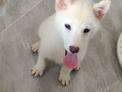 -翊宠yipet猫狗购宠庄园犬舍•猫舍