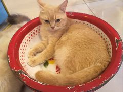 -平行世界·猫咖(首经贸店)