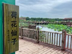 -荷塘月色湿地公园·向阳花洲