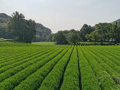 -随意茶庄·地道杭帮农家菜(梅家坞店)