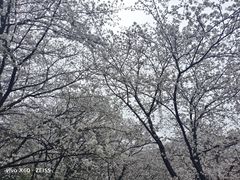 -苏州上方山国家森林公园