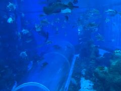 -成都浩海立方海洋公园