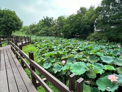 -西溪国家湿地公园