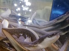 -本炙炭烤·蒲烧活鳗料理店(金沙洲店)