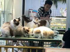 -喵喵咪呀布偶猫咖(春熙路店)