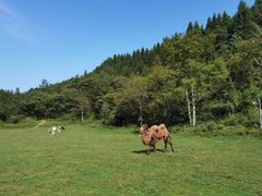 -武陵山森林公园