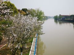 -高东镇樱花园