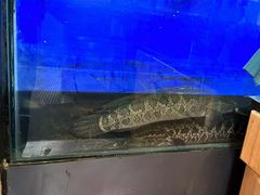 -胖子鱼·天水麻辣鱼火锅(秦州407店)