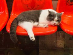 -猫咪博物馆(顶澳仔猫街店)