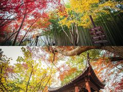 -秋霞圃