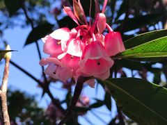 -梧桐山风景名胜区