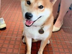 -柴犬高等学院·狗咖·柴犬售卖·宠物训练