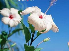 -小八仙·八方(移民广场店)