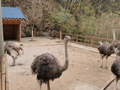 -栾川竹海野生动物园