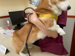 -艾贝尔宠物医院 ·内科全科(梁溪路店)