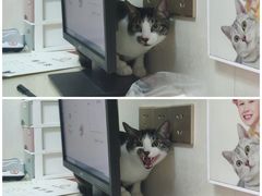 -瑞派康怡24h宠物医院·犬猫医疗中心·微创绝育(瑞景分院)