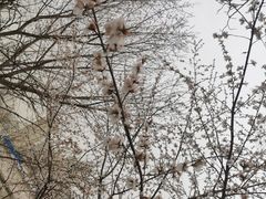 -桃花堤公园