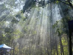 -南宁良凤江国家森林公园