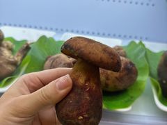 -京川野菌王(总店)